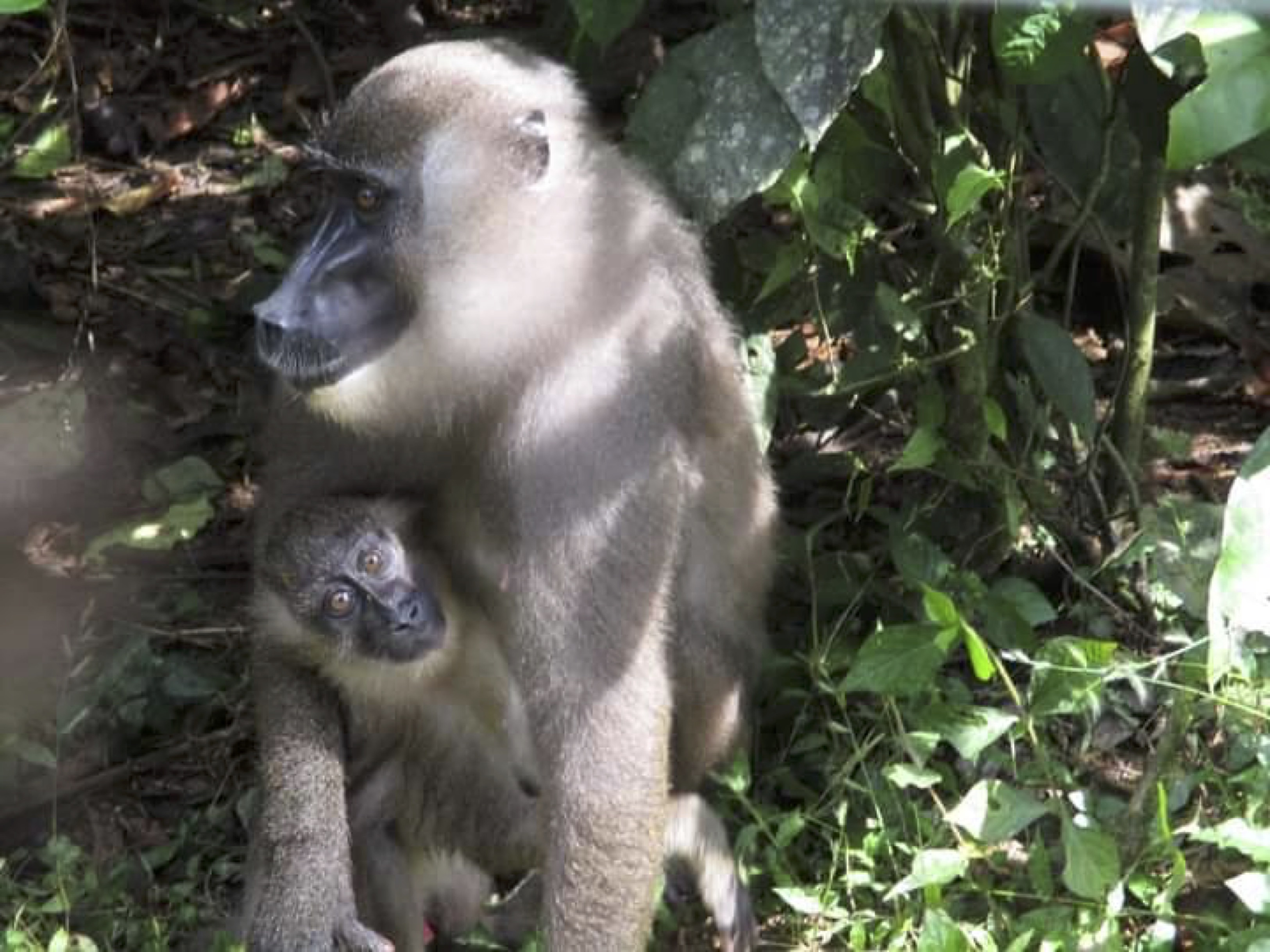 Photo of an adult female drill monkey and baby